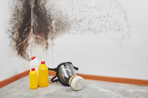 Best Residential Mold Remediation in Valdosta, GA
