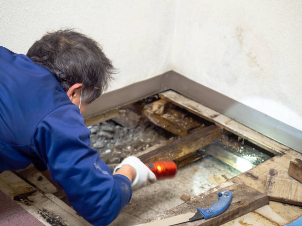 Best Basement Mold Remediation in Valdosta, GA