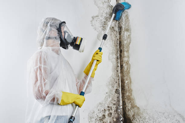 Professional Mold Remediation in Valdosta, GA
