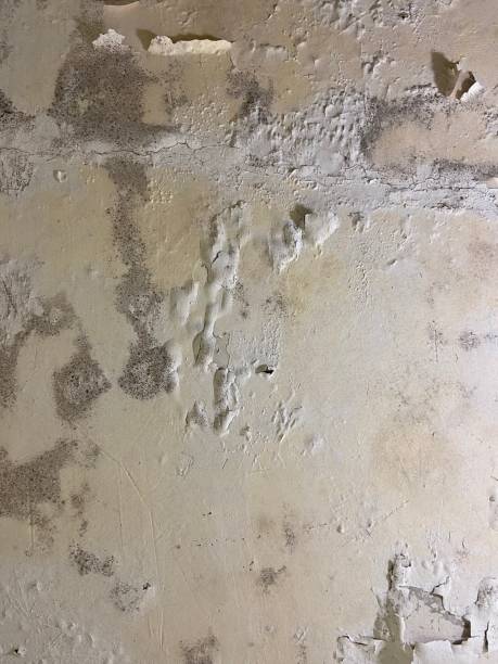 Best Residential Mold Remediation in Valdosta, GA