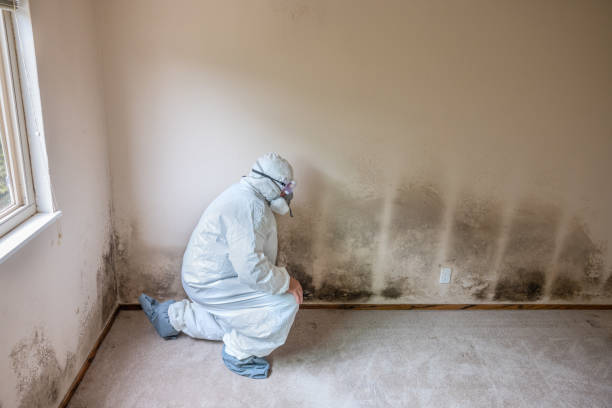 Best Attic Mold Remediation in Valdosta, GA